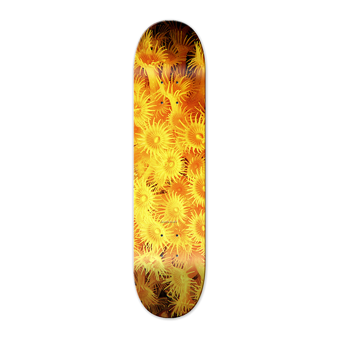 Daylight - Zoanthid Deck - Yellow