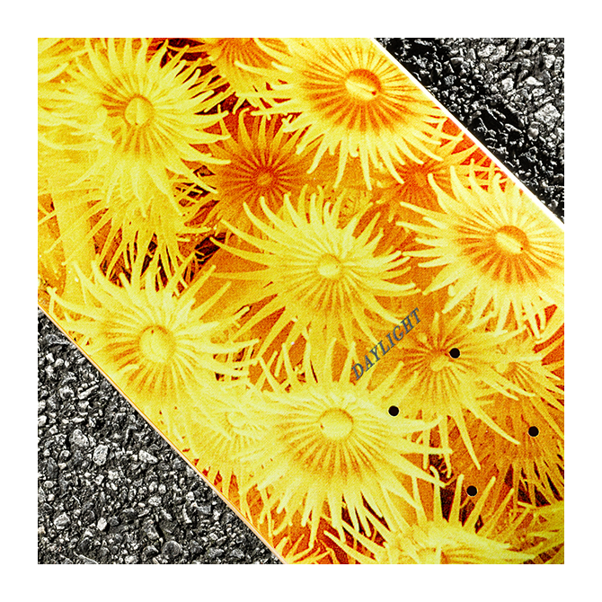 Daylight - Zoanthid Deck - Yellow